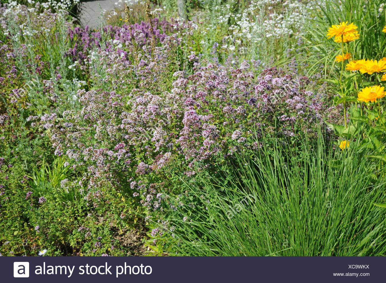 Majoran Garten High Resolution Stock Photography and Images Alamy