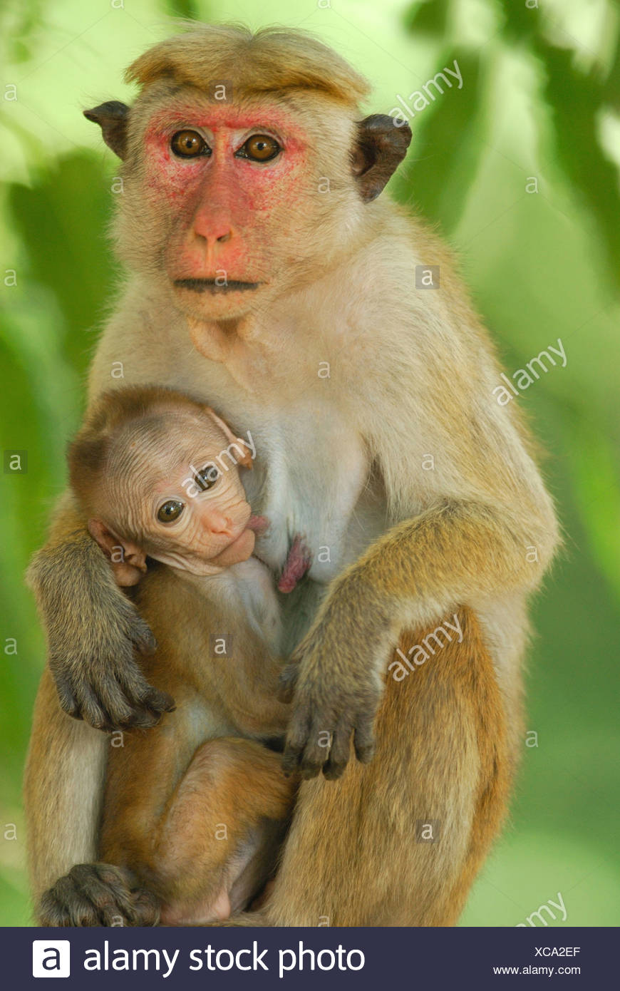 Download monkey monkeys primate primates mammal mammals animal animals macaque macaques asia asian "sri ...