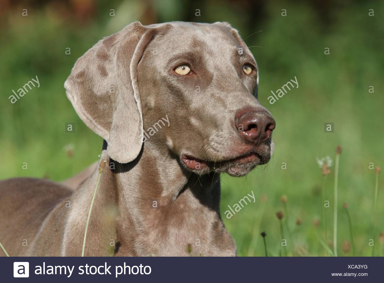 Shorthaired Weimaraner Portrait Stock Photo 282964404 Alamy