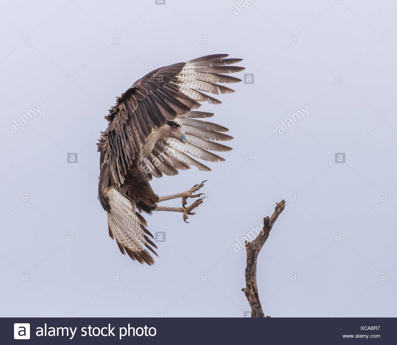Mexican Eagle Stock Photos Mexican Eagle Stock Images Alamy