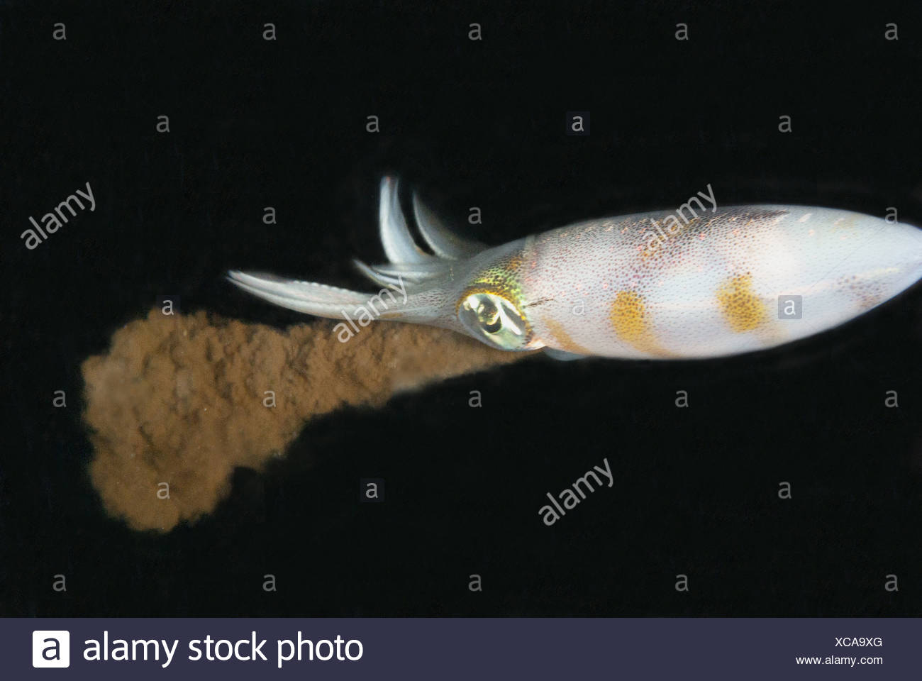 Squid Ink In Ocean Squid Ink Not Food Sea High Resolution Stock Photography and Images - Alamy