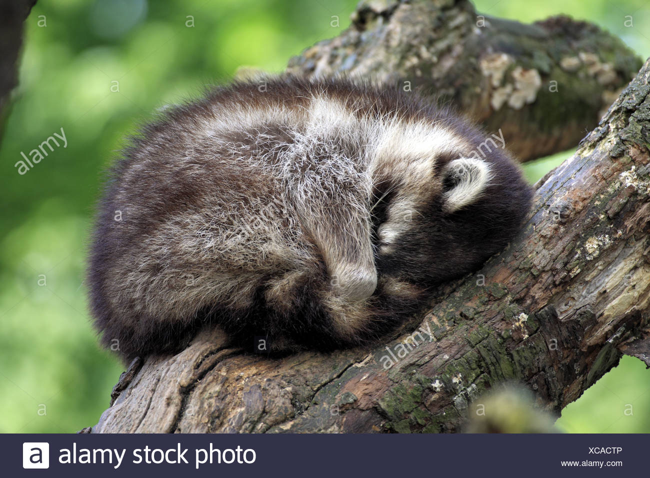 Common Raccoon Procyon Lotor Adult Sleeping On Branch Captive Stock Photo Alamy