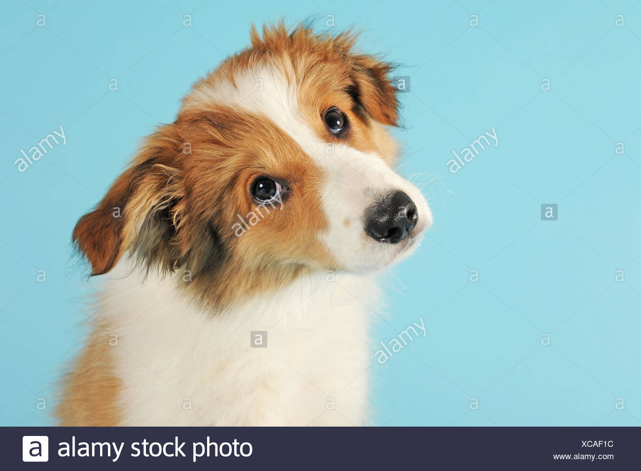 blue sable border collie