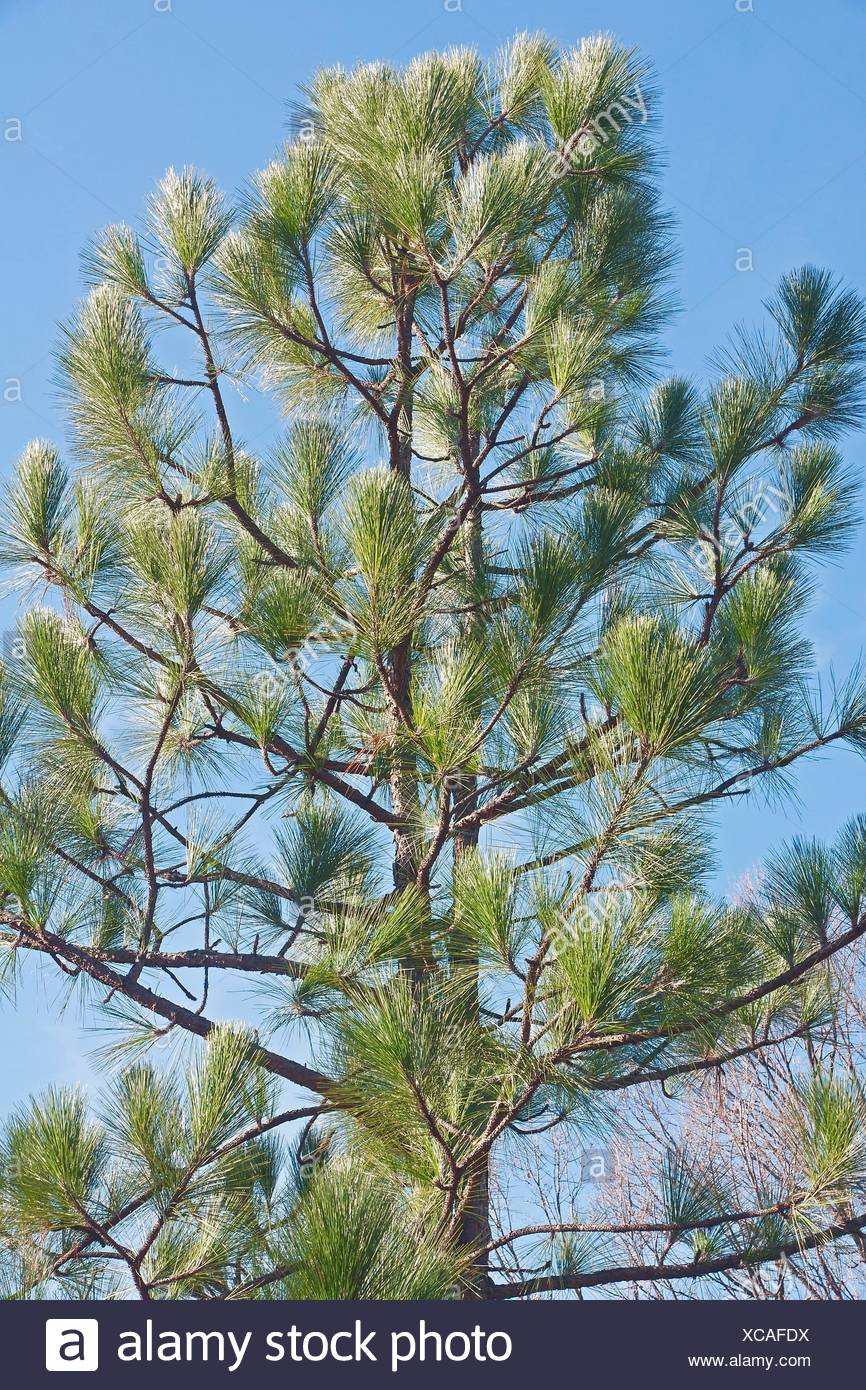 Southern Yellow Pine Stock Photos & Southern Yellow Pine Stock Images