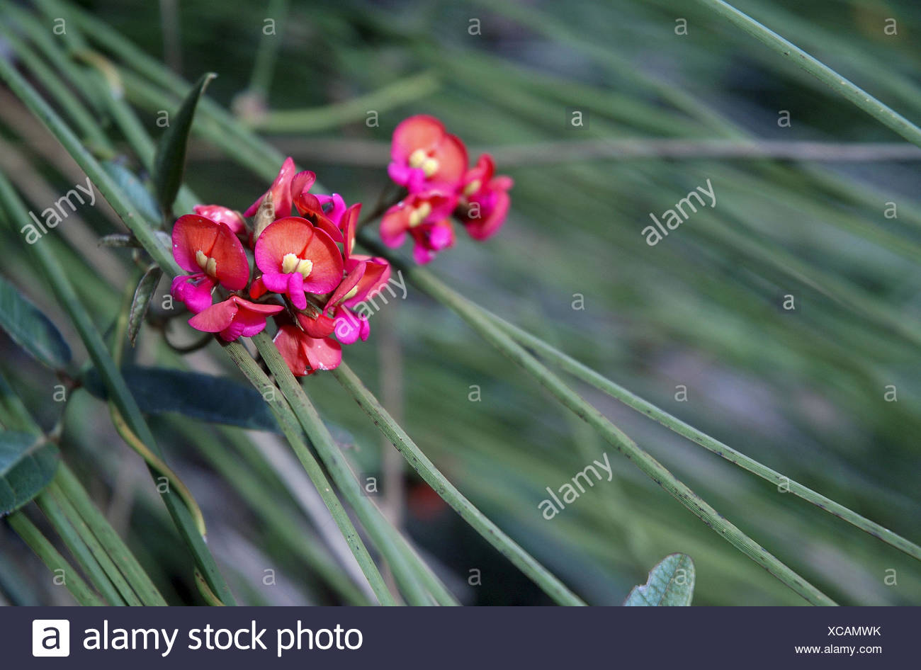 Wildflowers Of Western Australia High Resolution Stock Photography And Images Alamy