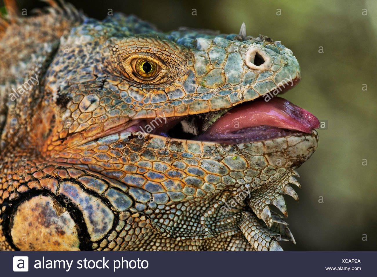 Iguana Tongue High Resolution Stock Photography and Images - Alamy
