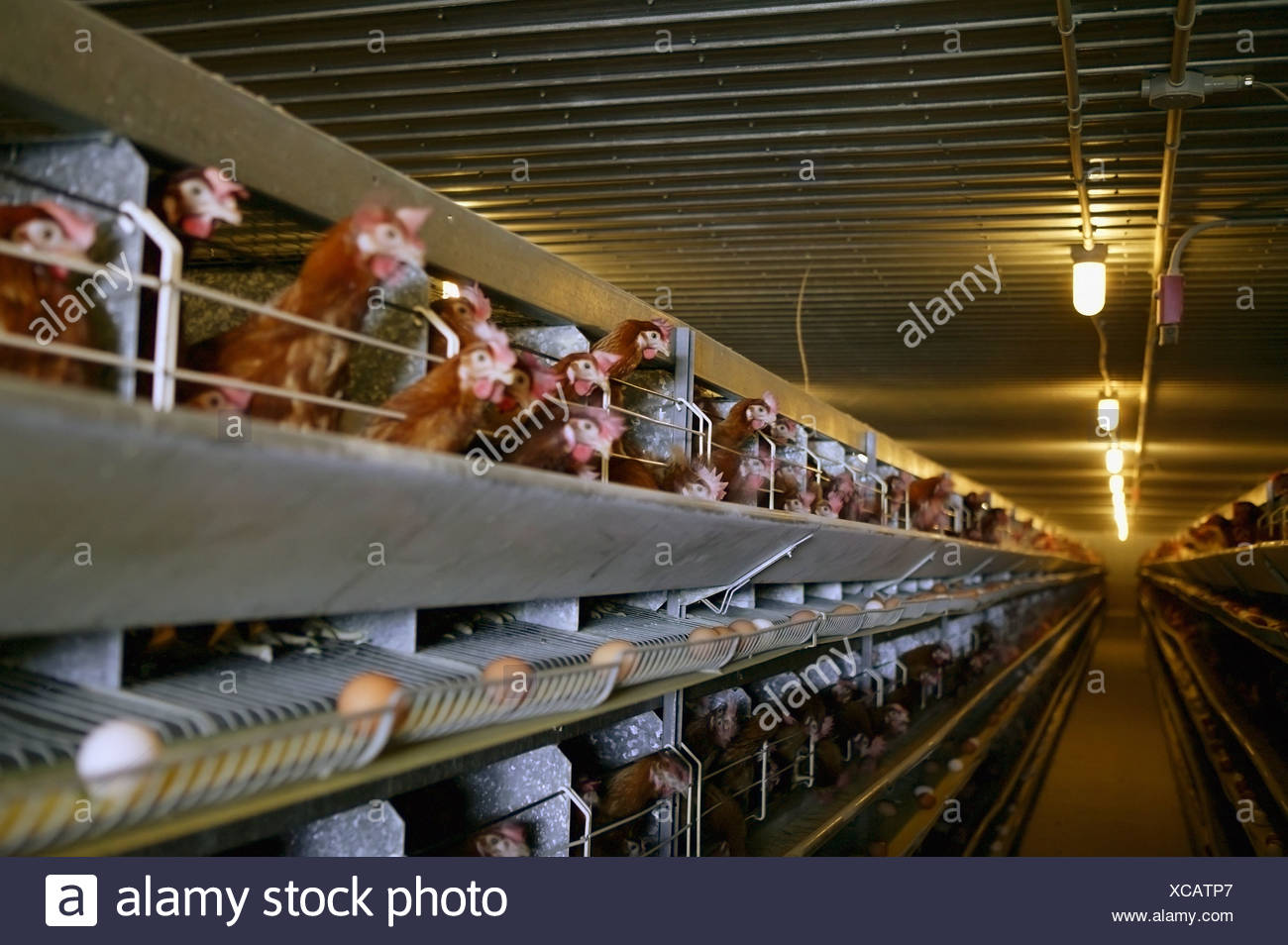 Interior Of Chicken Coop Newfoundland Canada Stock Photo