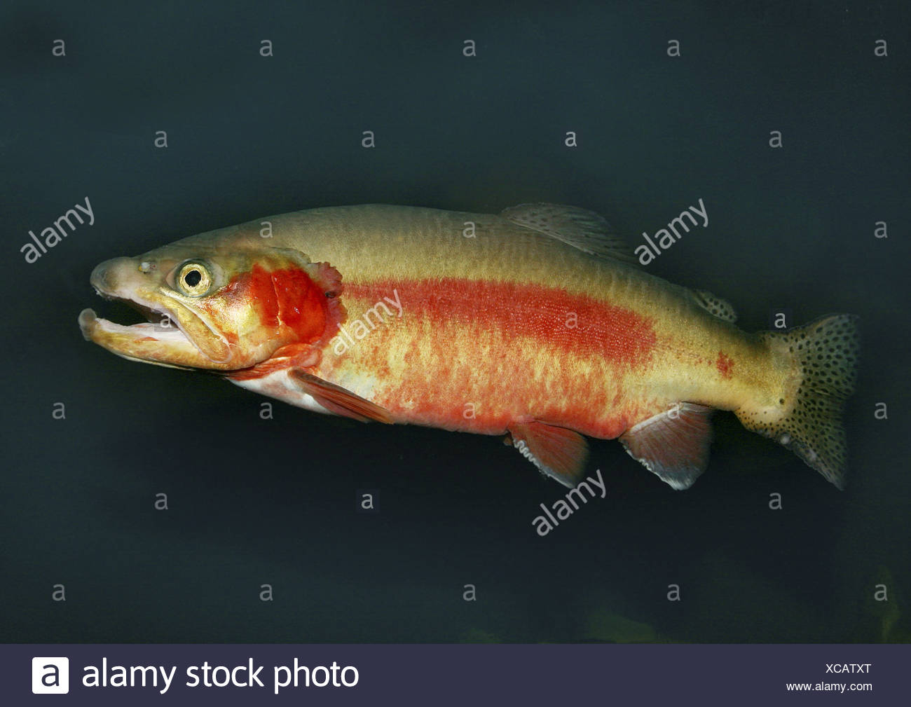 Salmonidae High Resolution Stock Photography and Images Alamy