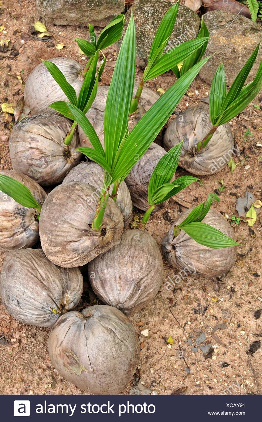 Coconut Sprout Stock Photos & Coconut Sprout Stock Images Alamy