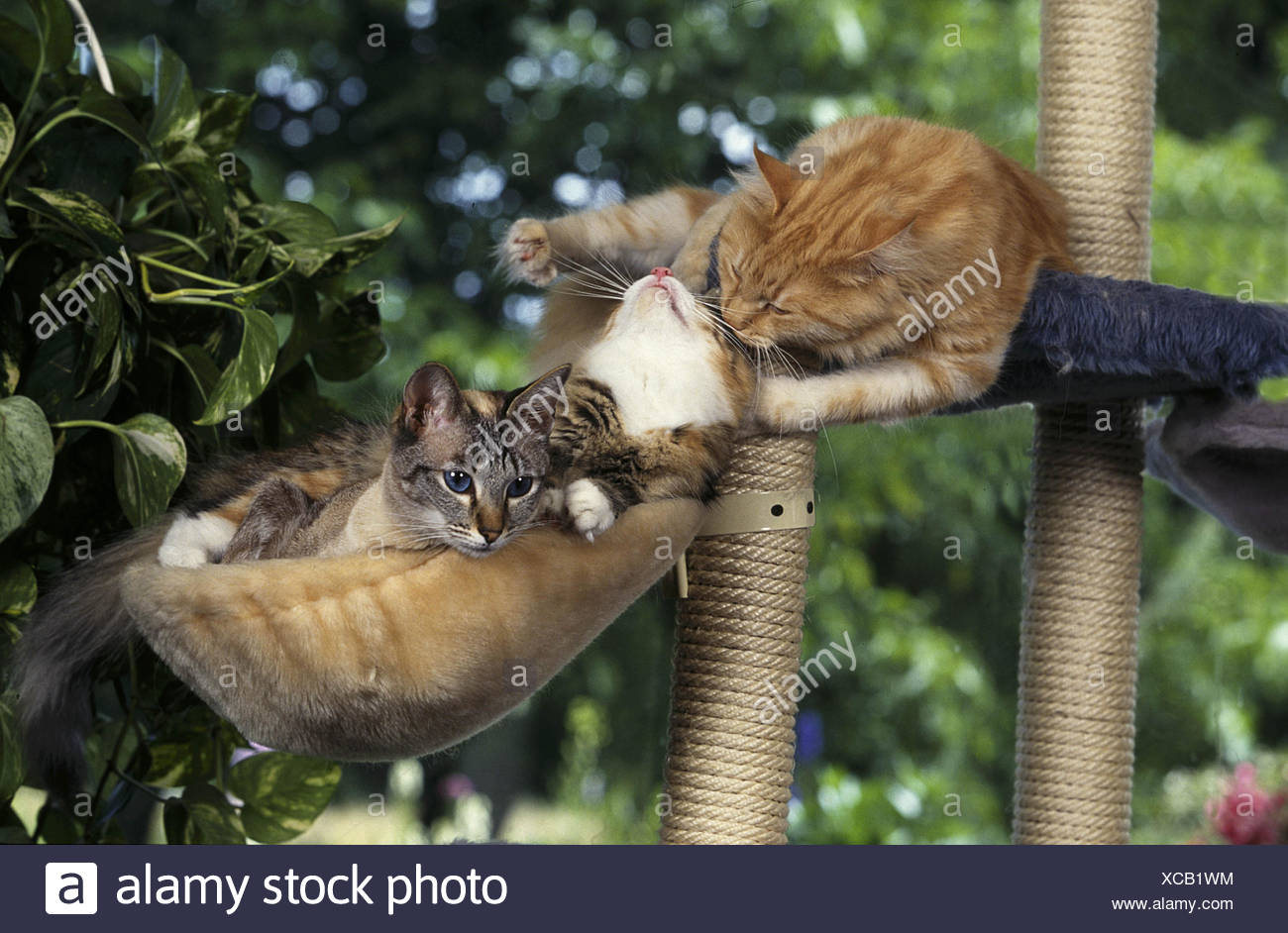 Semi Long Haired Cats Stock Photos Semi Long Haired Cats Stock