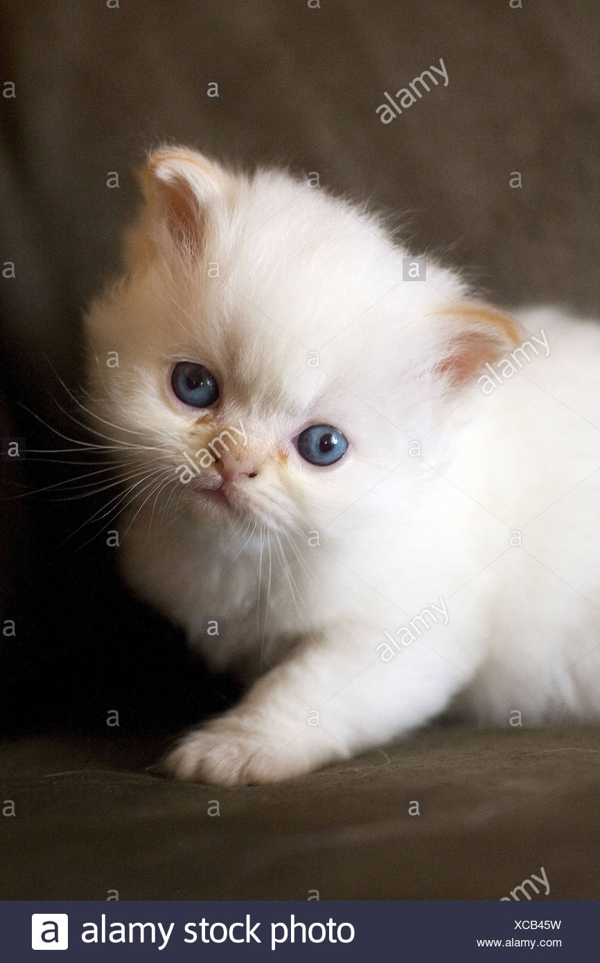 Ragdoll Flame Point Himalayan : Life With Ragdolls Ragdoll Cat Colors Patterns Explained - Both ragdolls and himalayans fit this requirement perfectly.