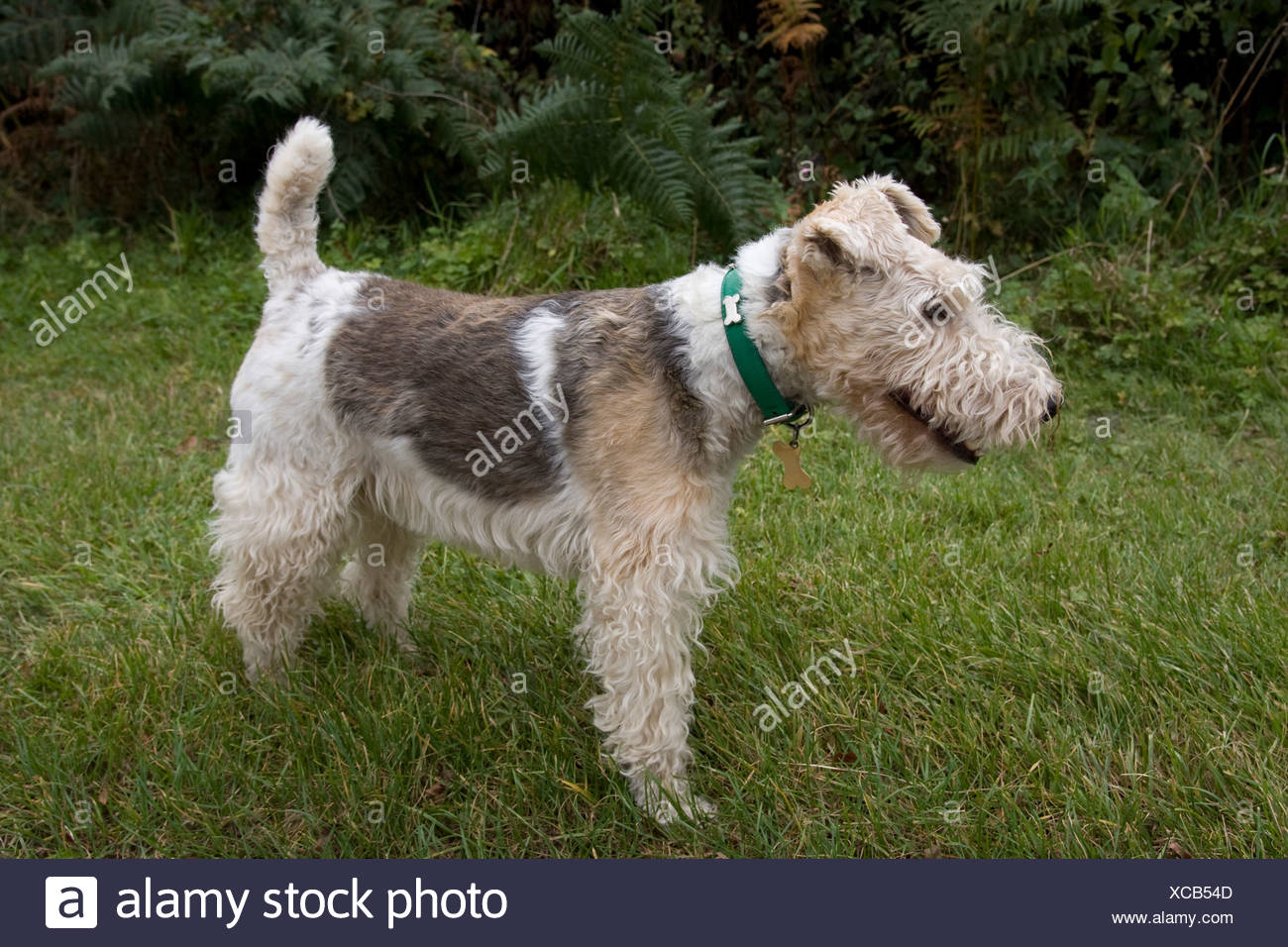 Wire Haired Fox Terrier Stock Photo 282987277 Alamy