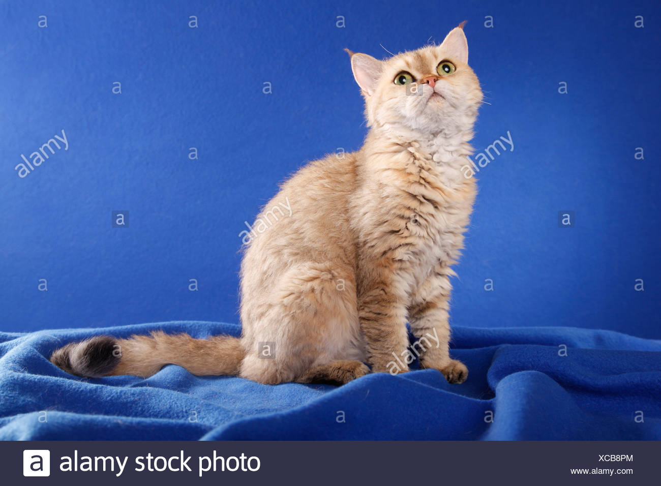 short haired selkirk rex