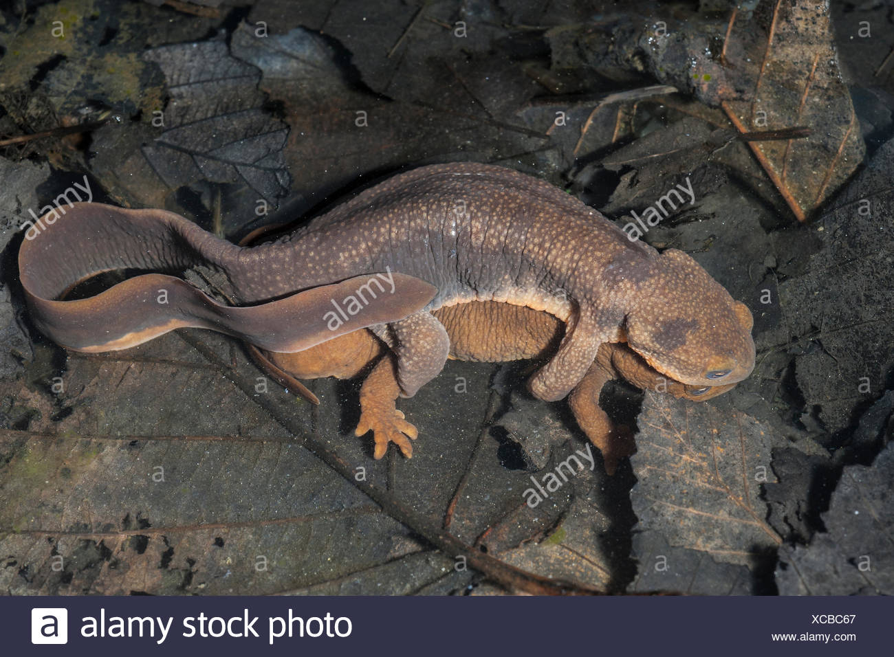 British Newts High Resolution Stock Photography and Images - Alamy