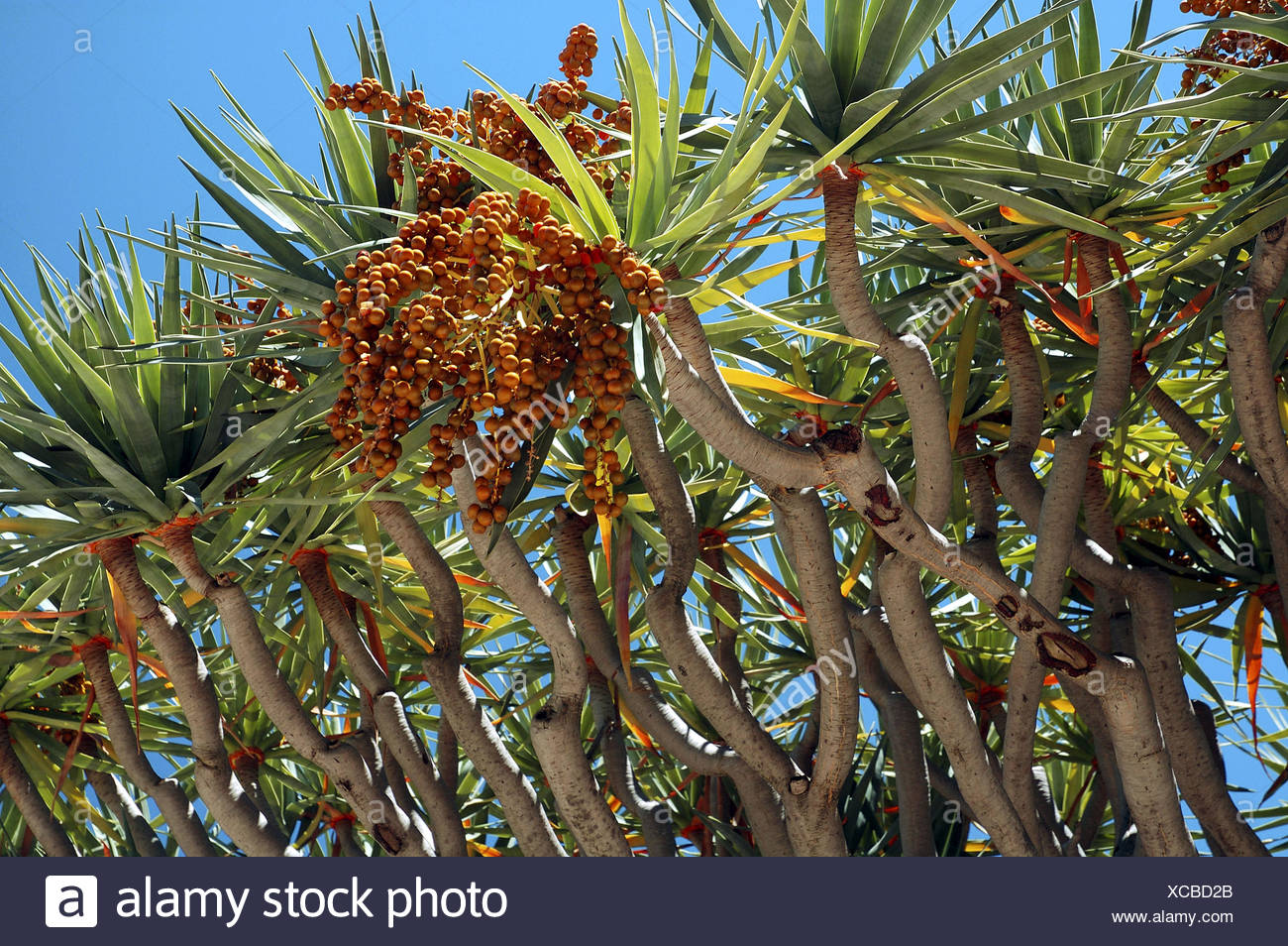 Dragon S Blood Tree Dracaena Draco With Orange Berries Red Sap Of This Tree Was Used By Ancient Egyptians As An Ingredient Stock Photo Alamy