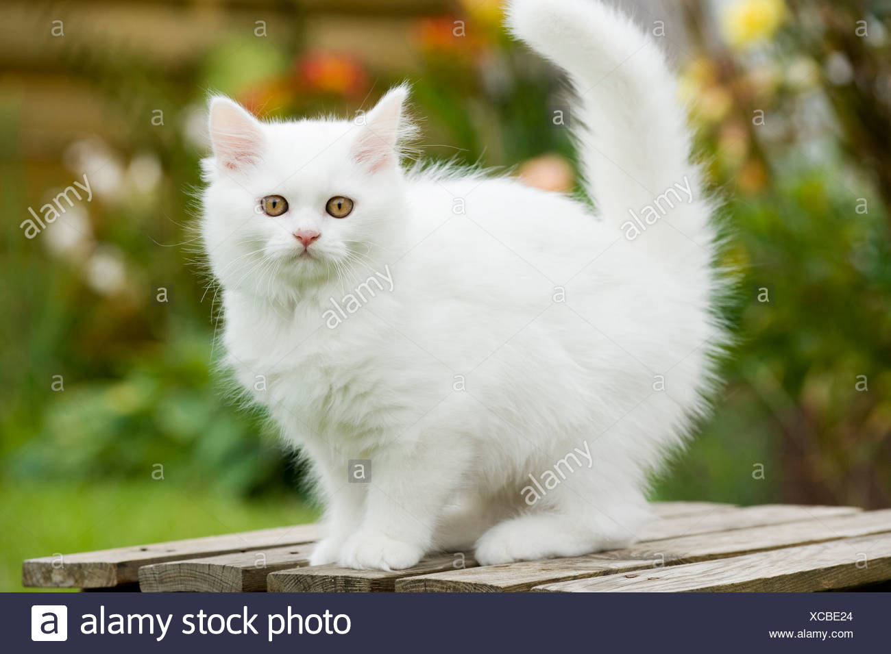 British Longhair White Kitten Standing On A Garden Table Stock