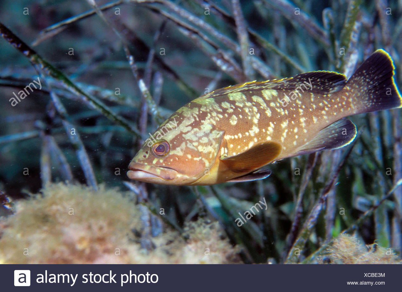 Epinephelus guaza Clearance