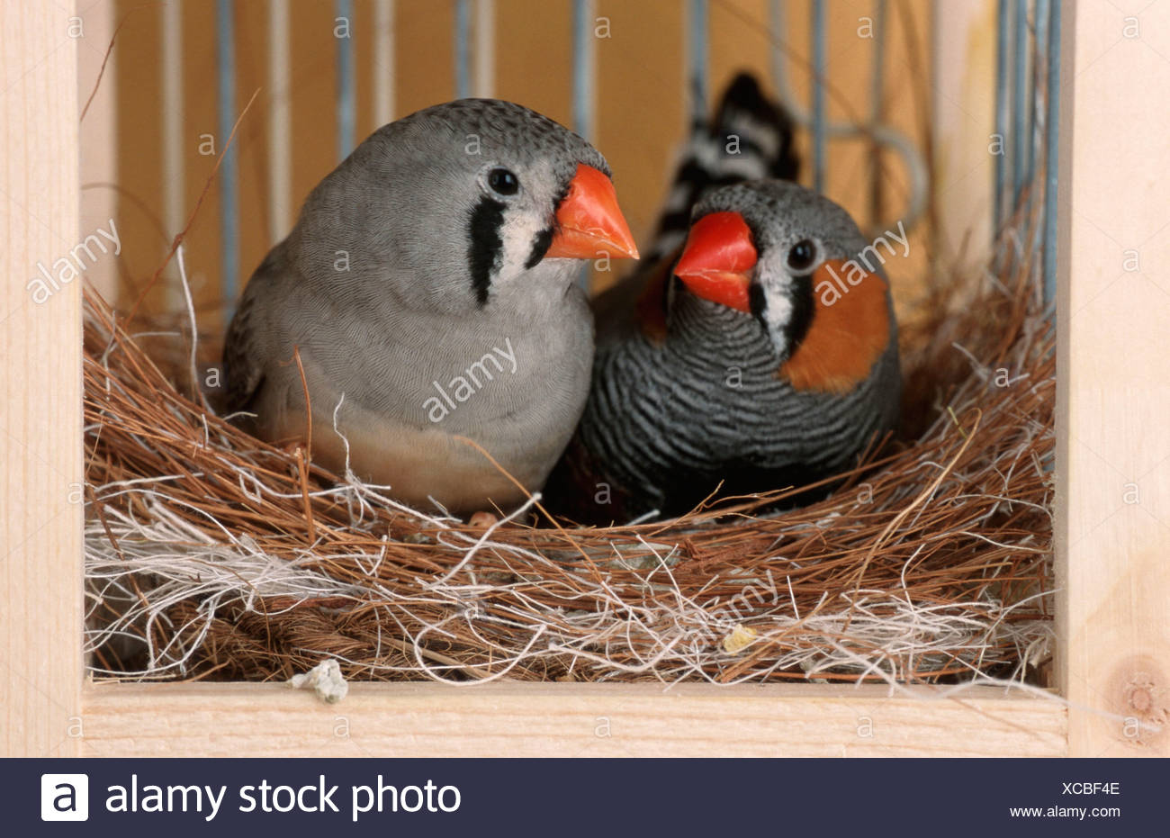 Zebra Finch Nest High Resolution Stock Photography and Images Alamy
