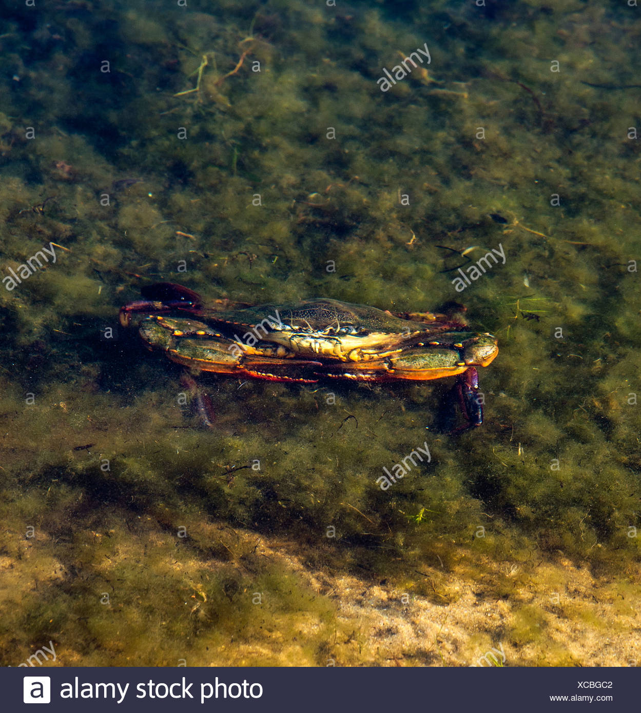 Crab In Water High Resolution Stock Photography and Images Alamy