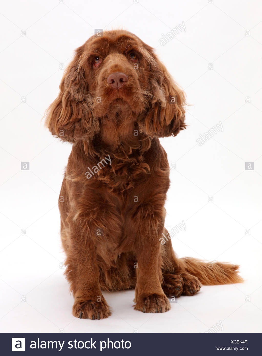 Droopy Eye Stock Photos Droopy Eye Stock Images Alamy