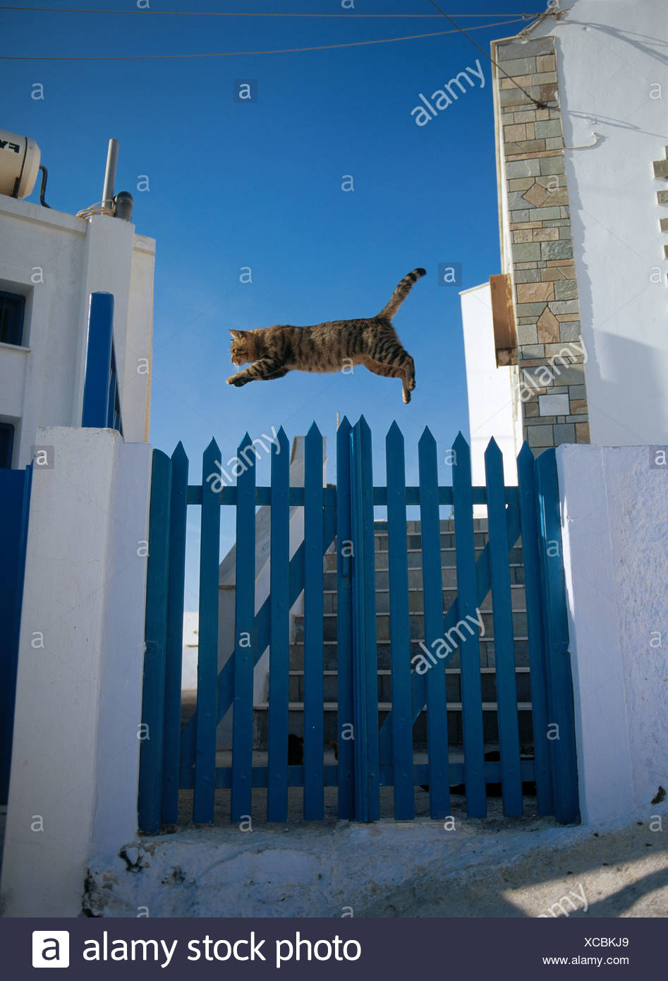 cat jumping over gate