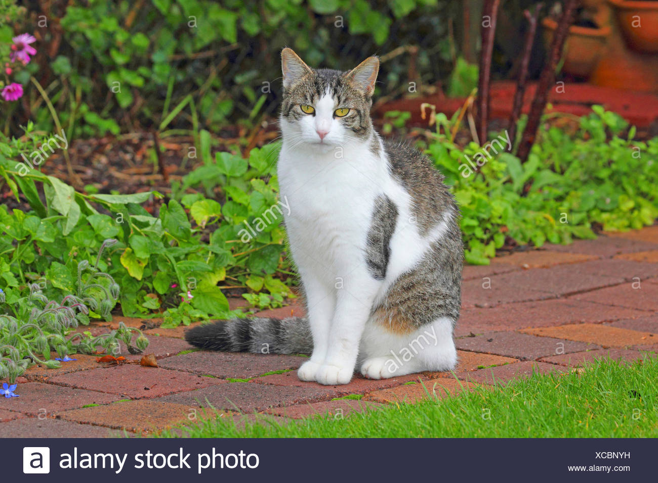 in house cat sitting