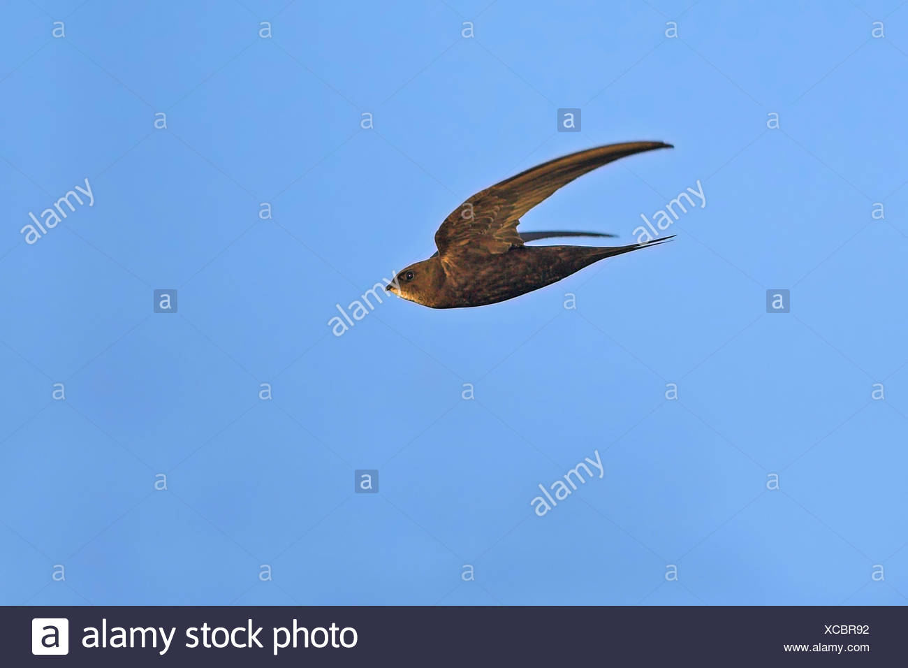Eurasian swift (Apus apus), in flight, side view, Germany, Baden-Wuerttemberg Stock Photo