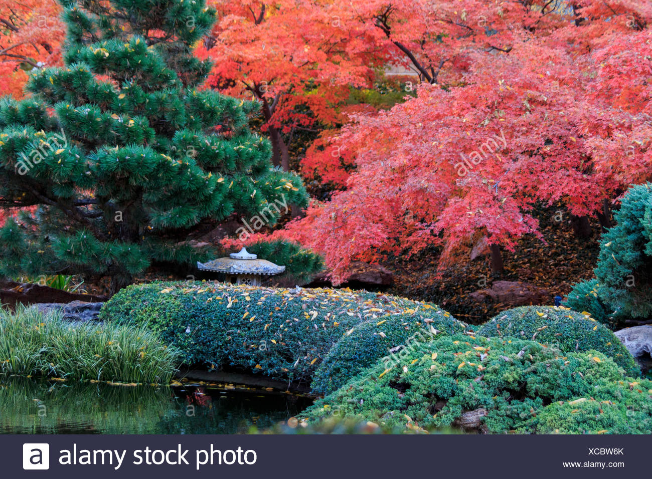 Autumn Fall Color Japanese Garden Maple Leaves Red Texas Tx