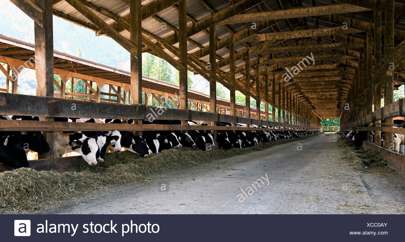 Livestock Holstein Dairy Cows Feeding On Silage In A Diary