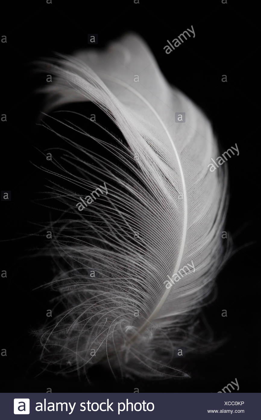 White Feather High Resolution Stock Photography and Images - Alamy
