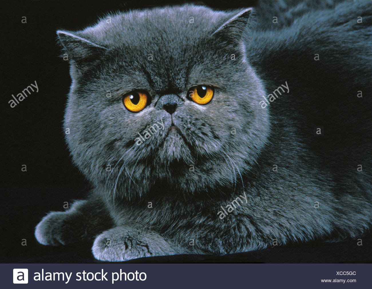 Exotic Shorthair Domestic Cat Adult Against Black Background Stock Photo Alamy
