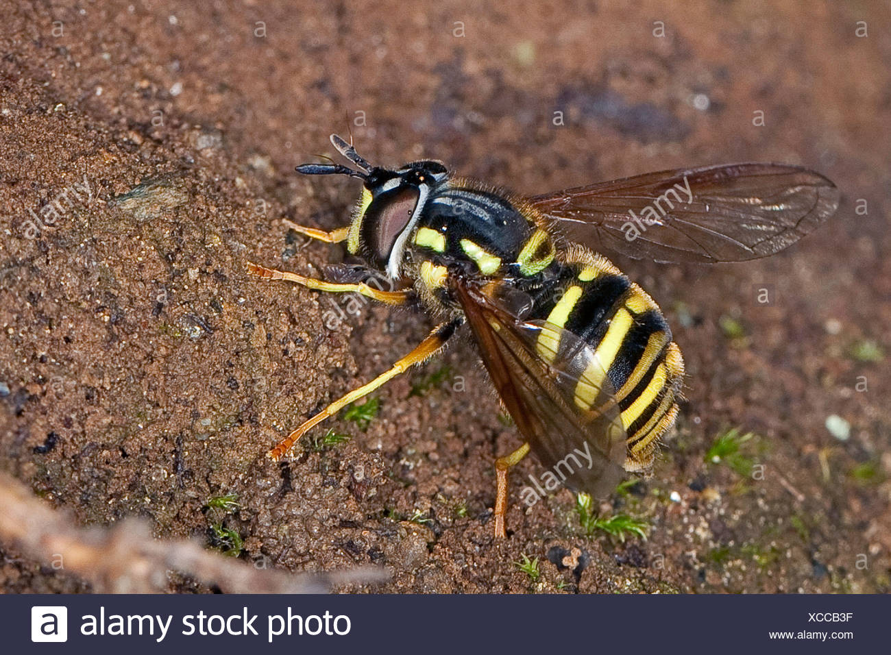 Arcuatum High Resolution Stock Photography And Images Alamy
