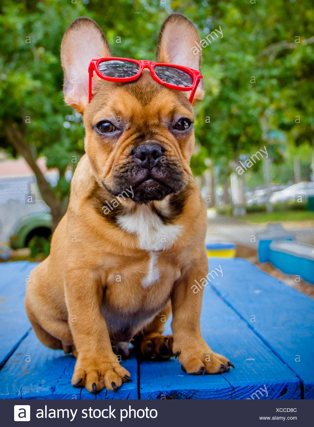 french bulldog wearing sunglasses