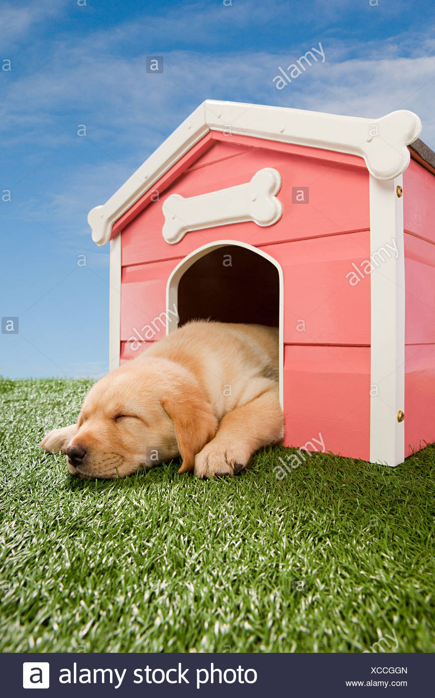 Sleeping Puppy Stock Photos & Sleeping Puppy Stock Images Alamy