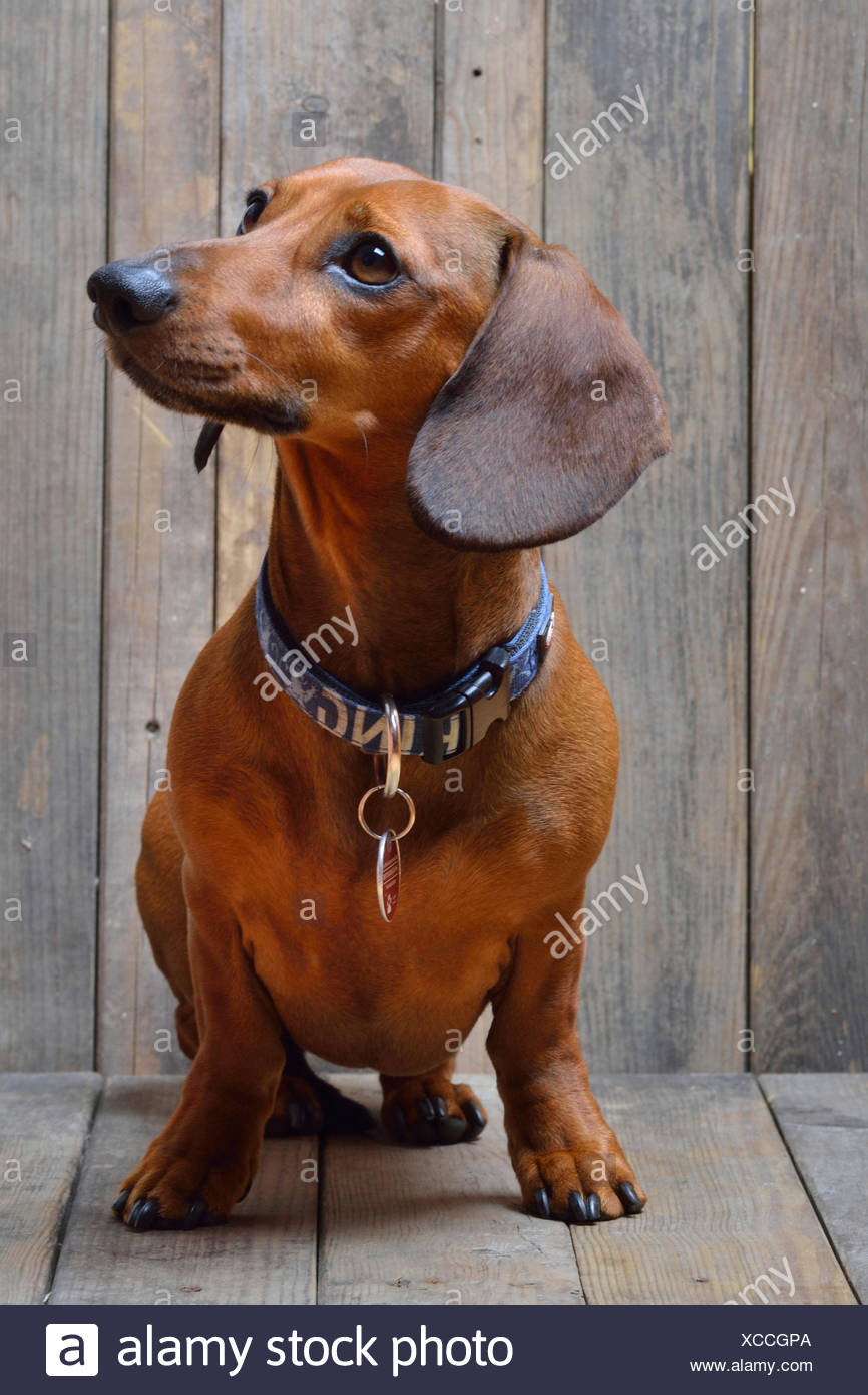 Short Haired Dachshund Stock Photos Short Haired Dachshund Stock