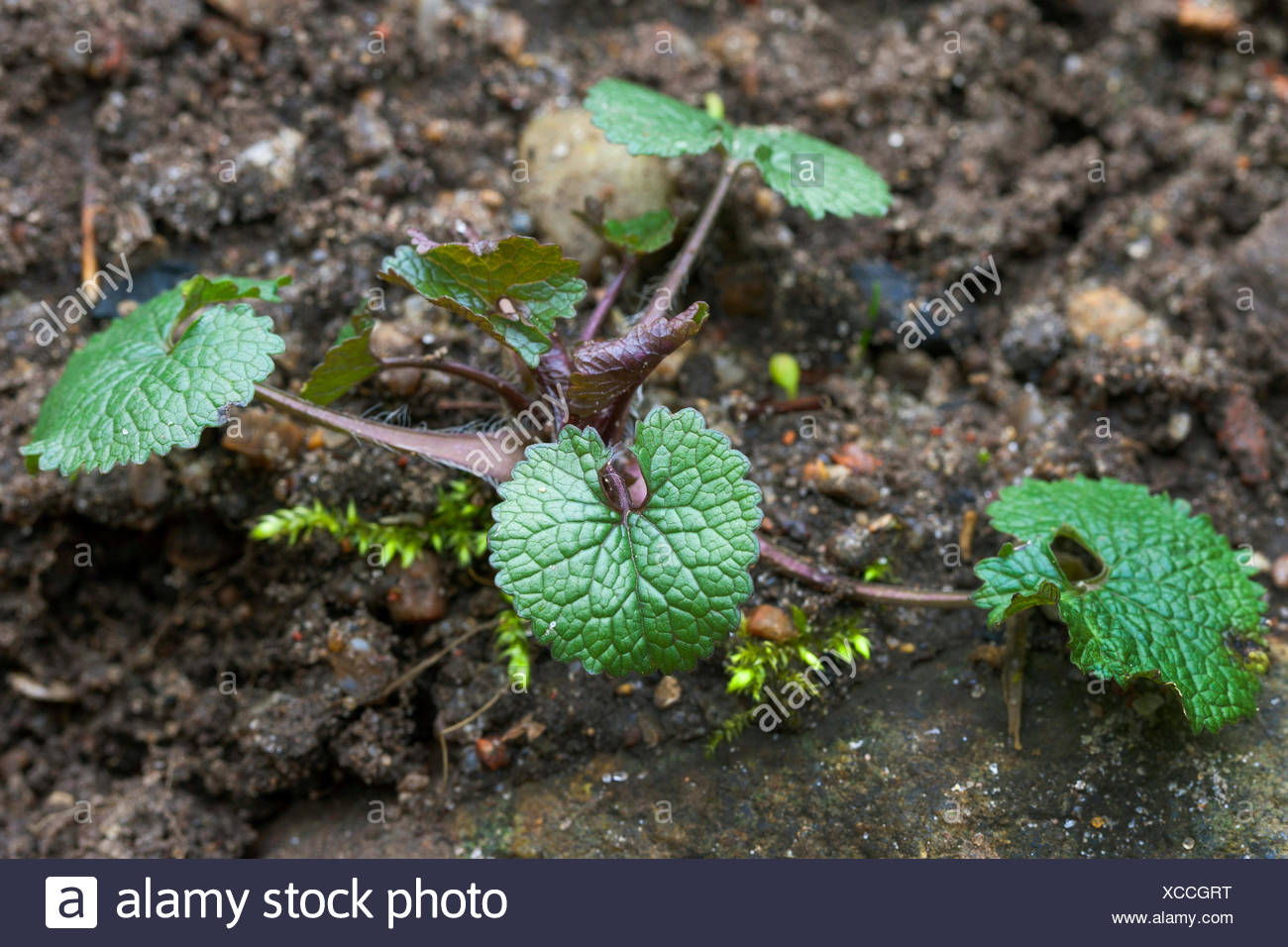 Rauke Knoblauchrauke Alliaria petiolata