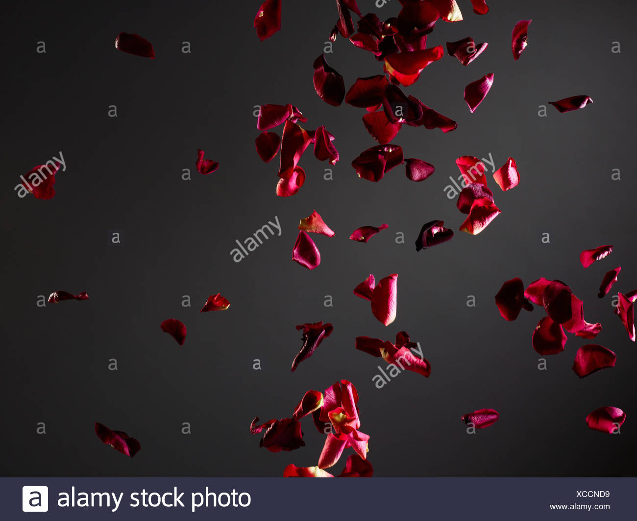 Petals Falling Flower Rose High Resolution Stock Photography and Images