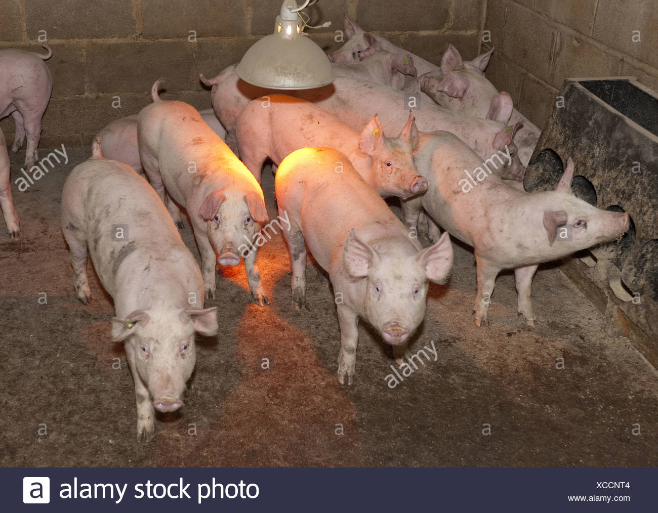 Pig Feeder Stock Photos Pig Feeder Stock Images Alamy