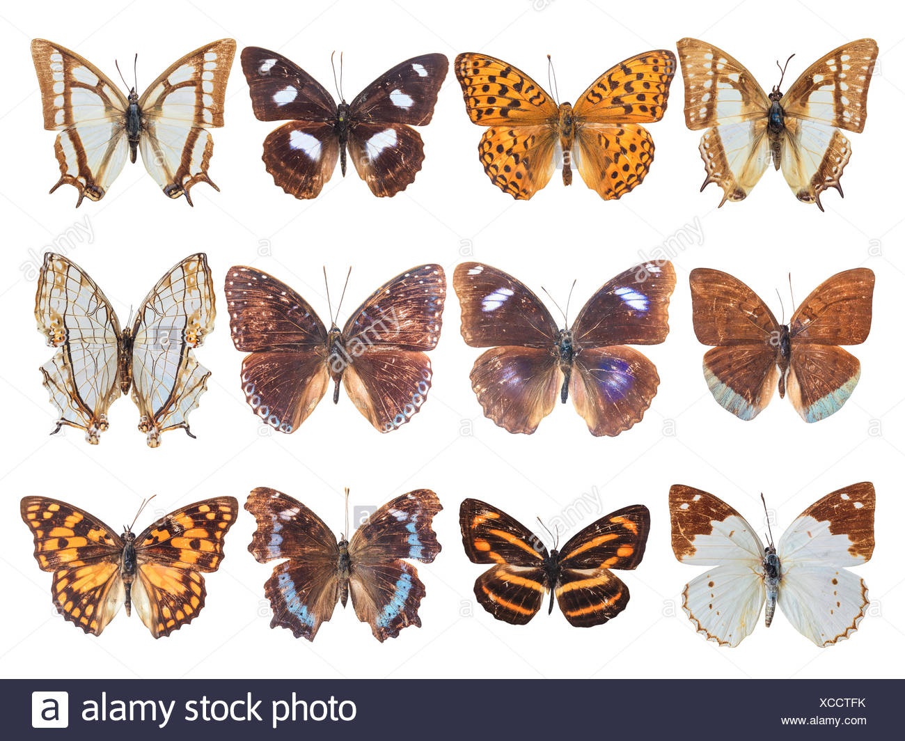 Twelve Brush Footed Butterfly Stock Photo Alamy