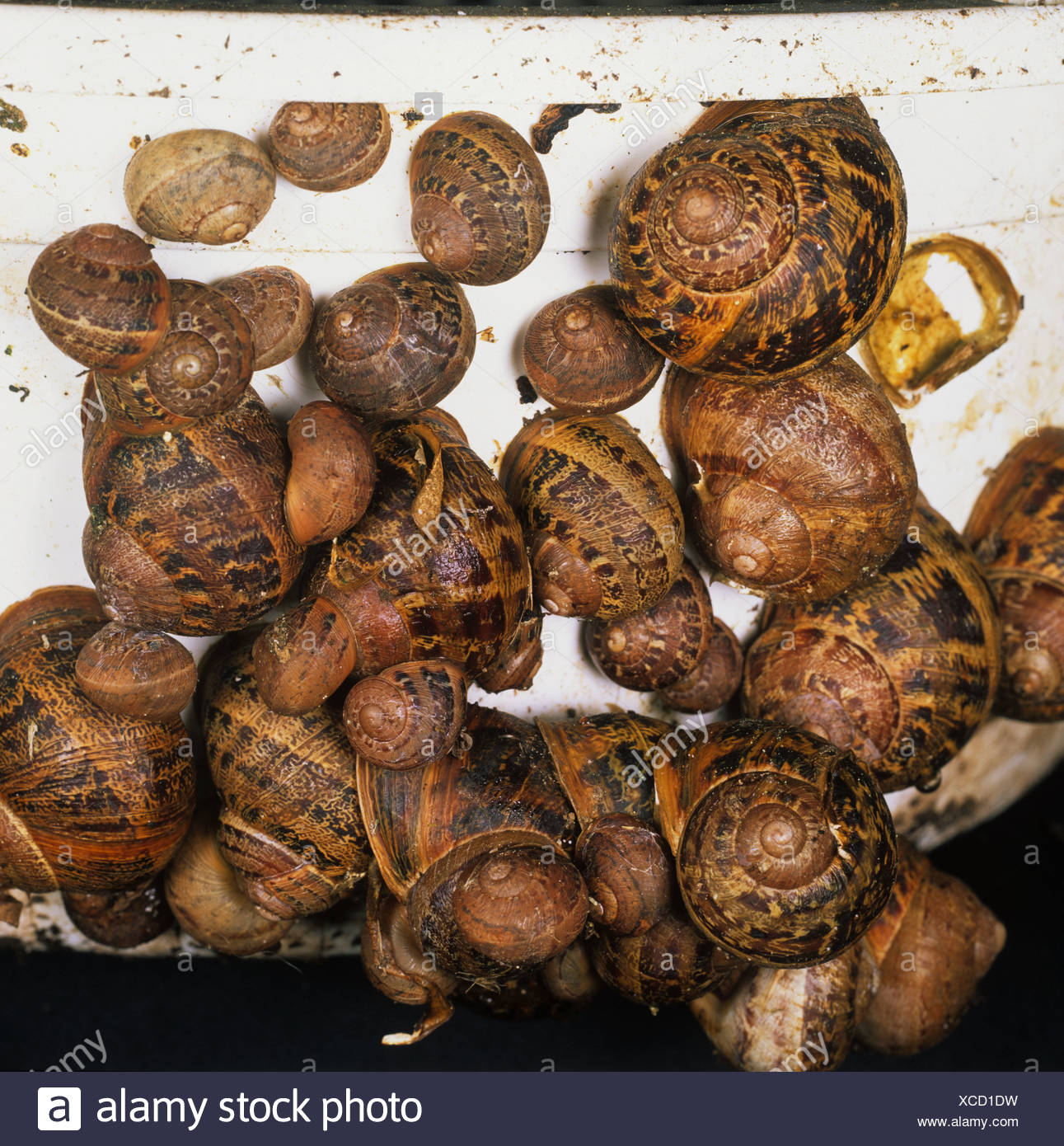 Garden snails Cornu aspersum of varying size hibernating in