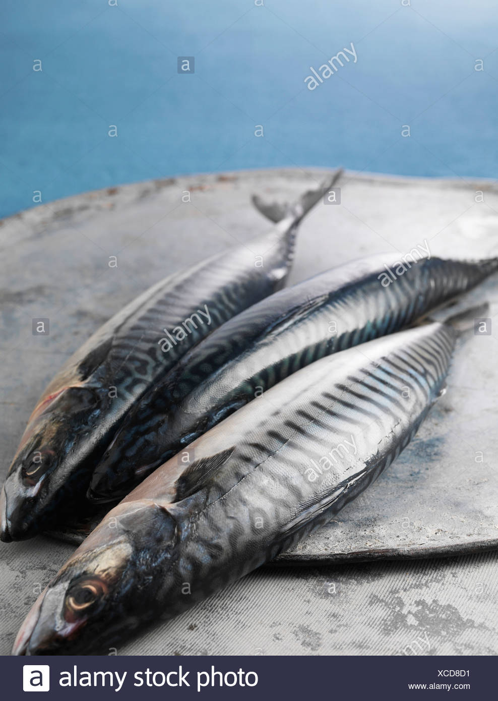 Mackerel Colour High Resolution Stock Photography and Images Alamy