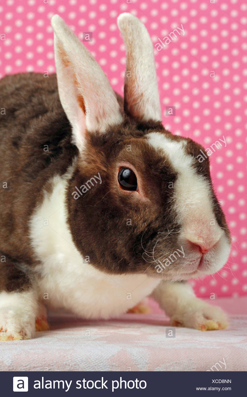Dwarf Rex Rabbit Stock Photos & Dwarf Rex Rabbit Stock Images Alamy