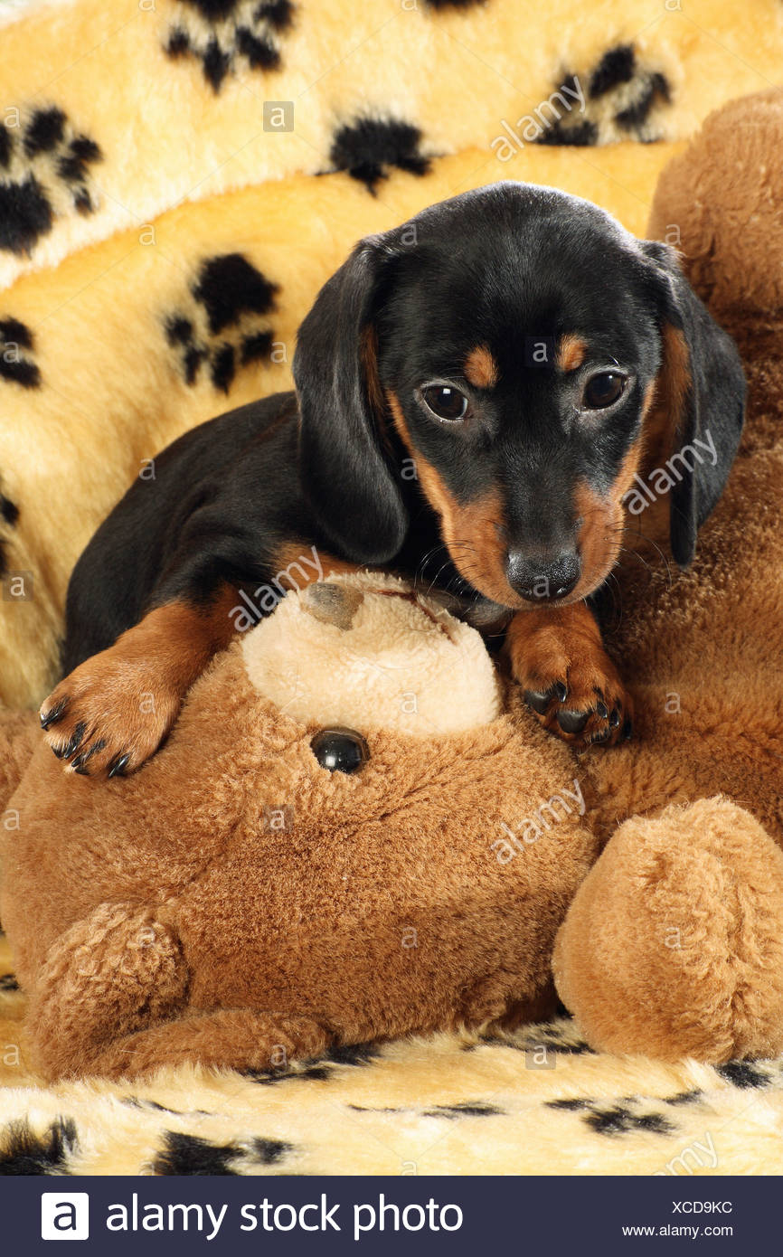 dachshund teddy bear