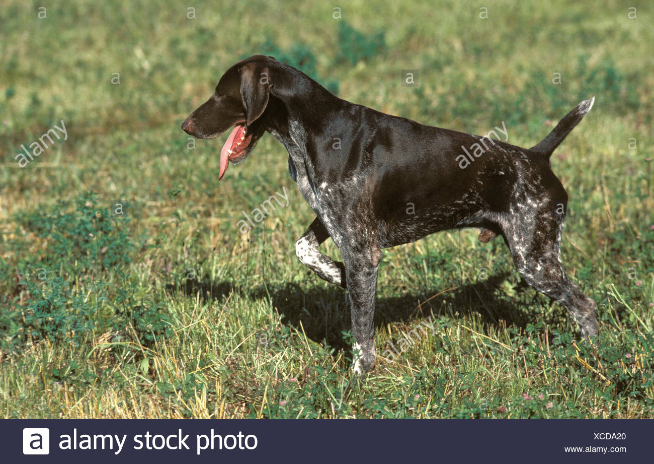 German Short Haired Pointer Hunting Dog Stock Photo 283035032