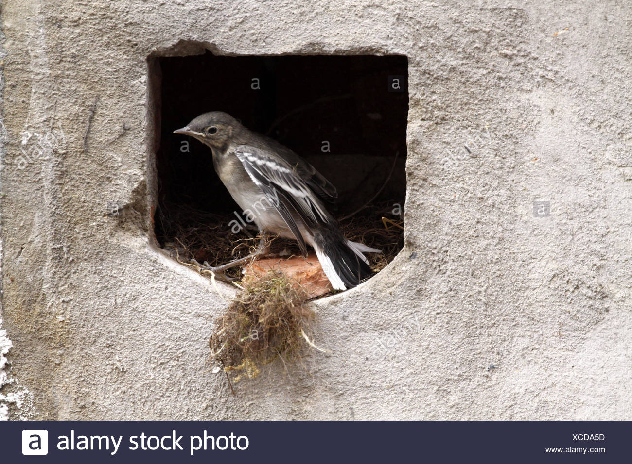 bird birds nest singing-bird bobolinks wagtail stilt bird birds nest young Stock Photo