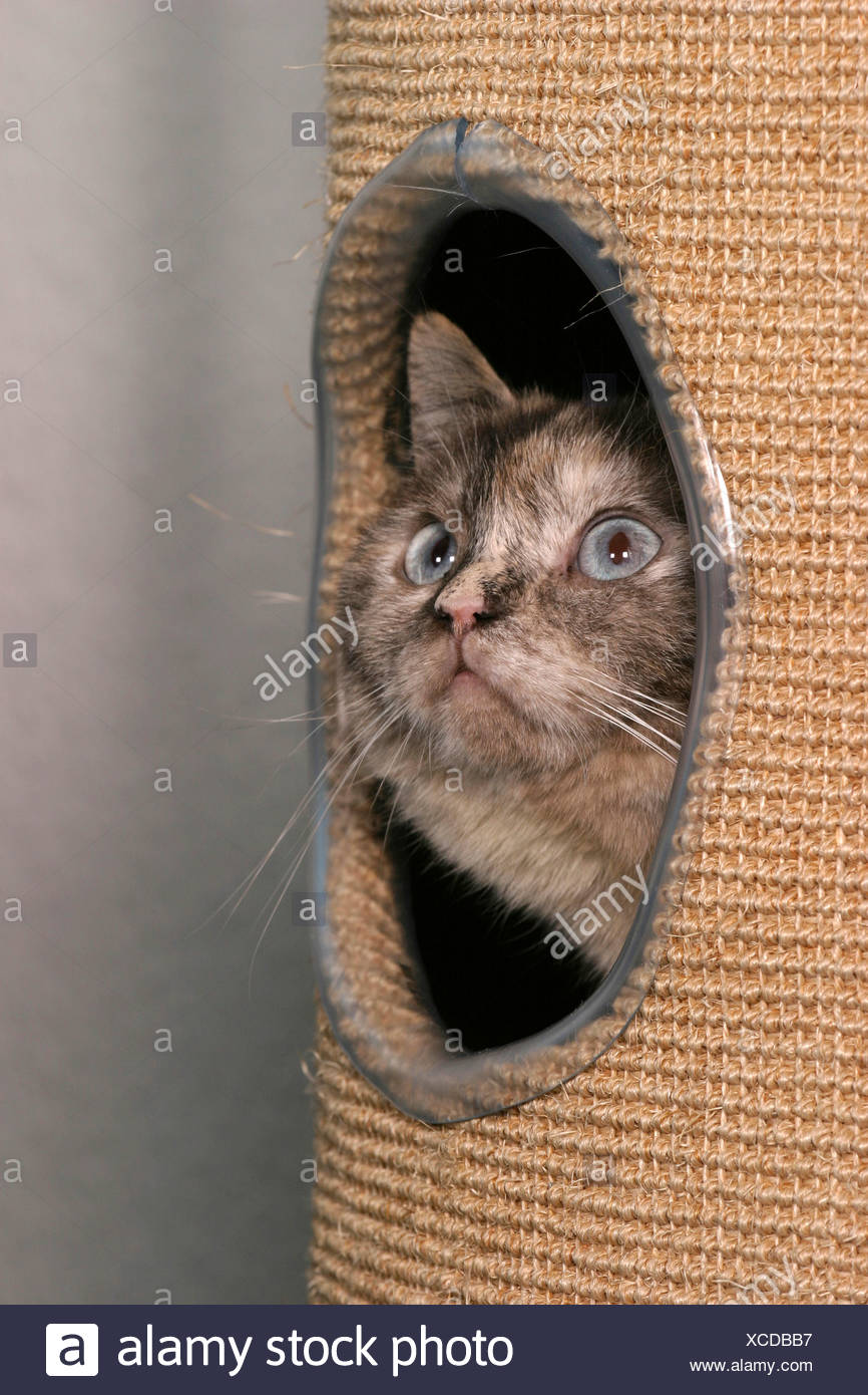 Katzenhaus Stock Photos Katzenhaus Stock Images Alamy