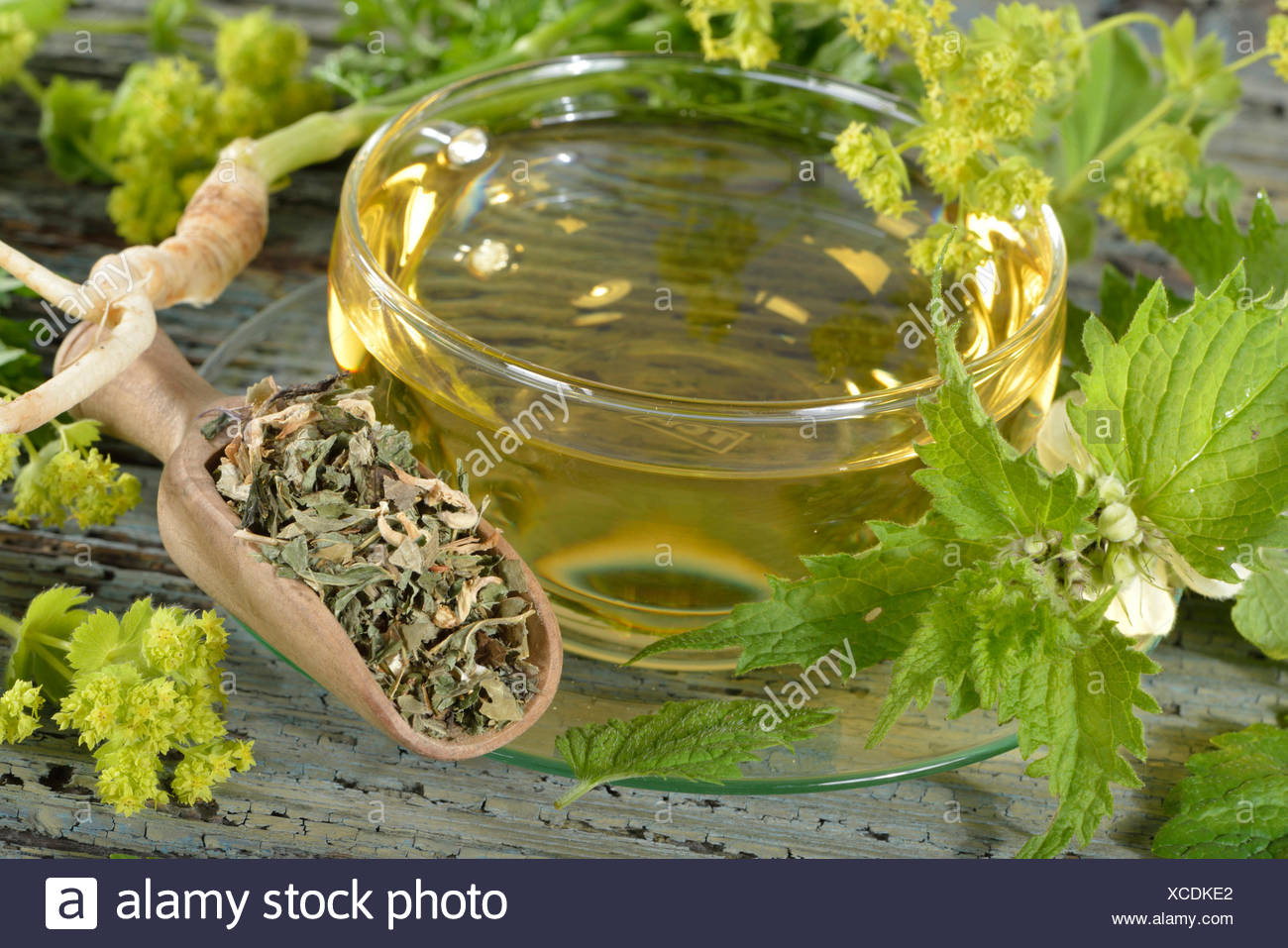 Melissa Vulgaris High Resolution Stock Photography and Images Alamy