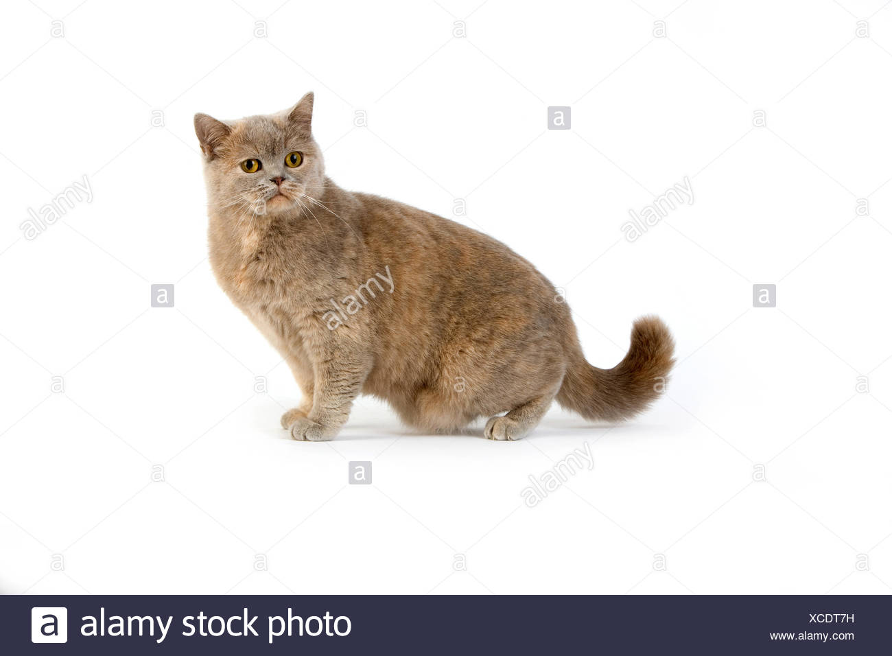 Lilac Cream British Shorthair Domestic Cat Female Against White