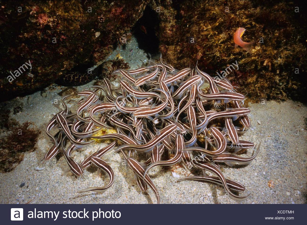 Striped Eel Catfish Stinging Catfish Poisonous Striped Catfish Plotosus Lineatus Mauritius Indian Ocean Stock Photo Alamy