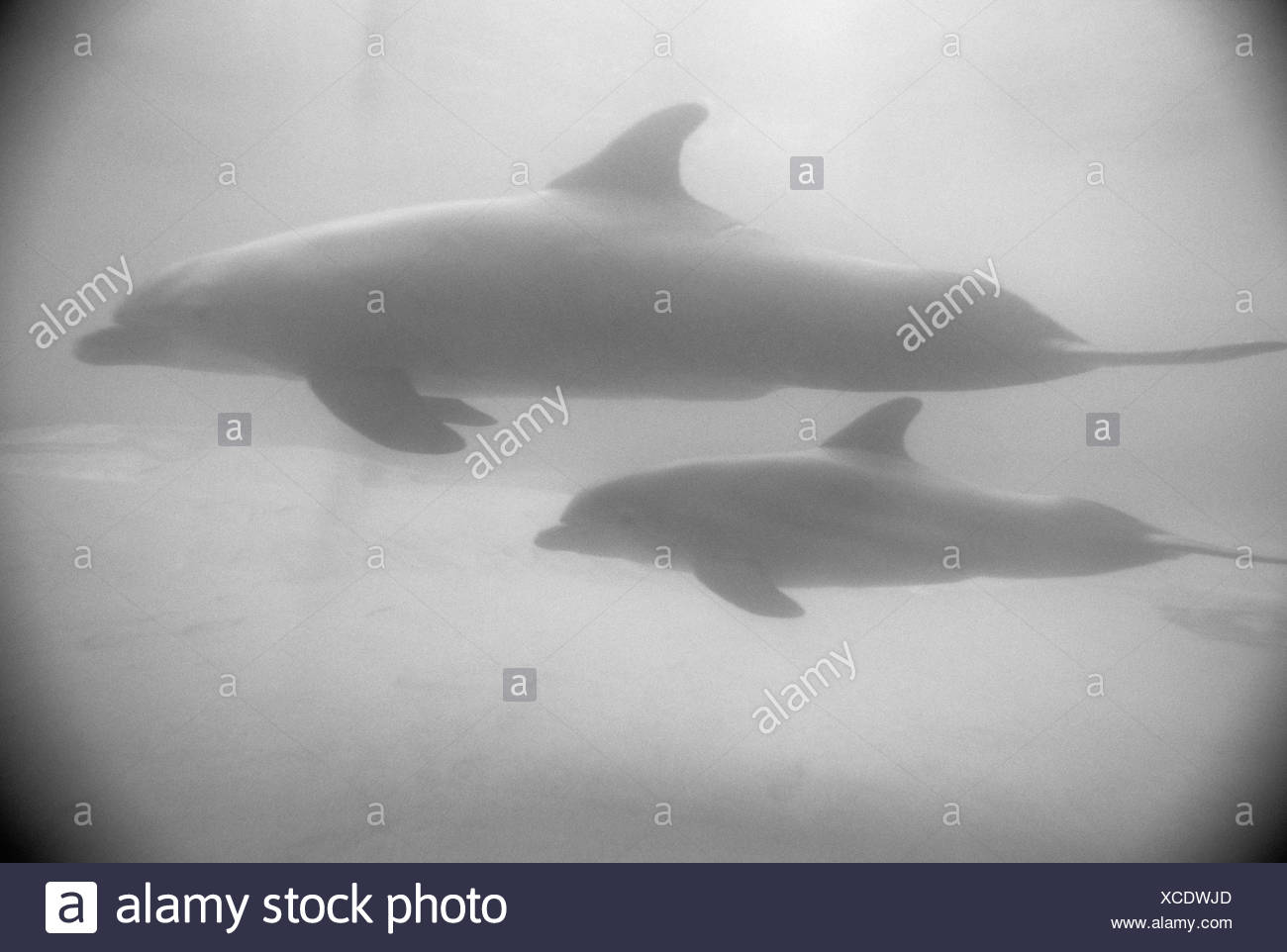 Dolphin Underwater Black and White Stock Photos & Images - Alamy